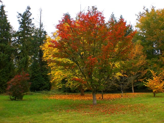 Acer capillipes automne